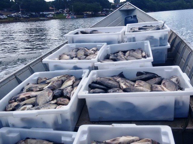 Mais de sete toneladas de peixes mortos foram recolhidas dos tanques-rede instalados no rio Paraná  - Divulgação/cooperativa pescadores 