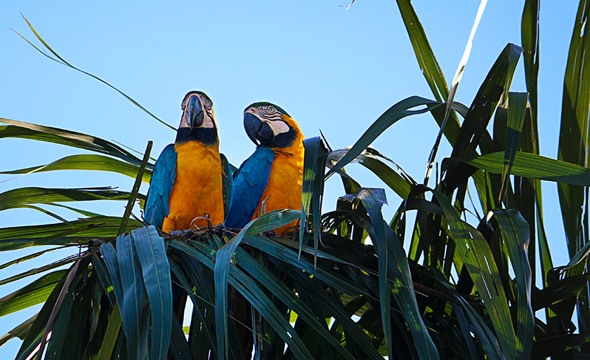 Foto registrada na Lagoa Maior, em Três Lagoas - Danielle Leduc