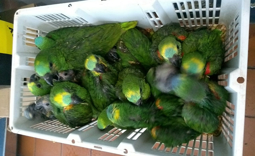 Aves foram encaminhadas para o Centro de Reabilitação de Animais Silvestres - Divulgação/PMA