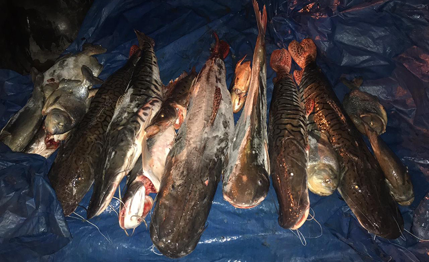 Pescado será doado para instituições filantrópicas - Divulgação/PMA