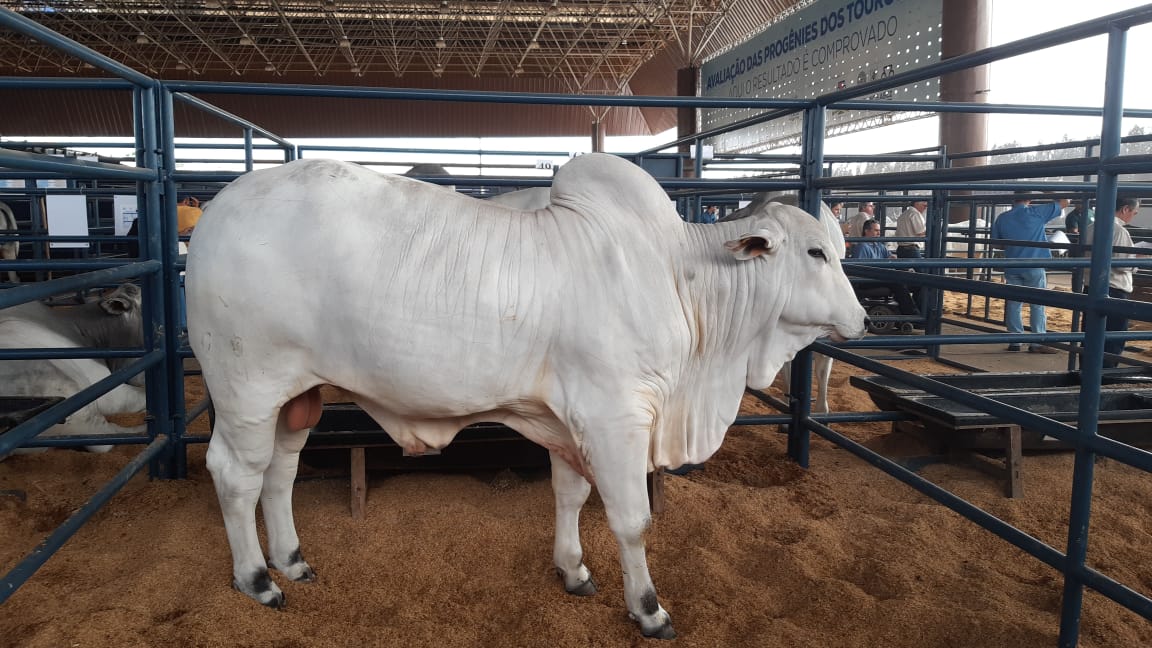 Tiramisu do Leblon, de 21 meses, que  se sagrou Touro PNAT - Divulgação