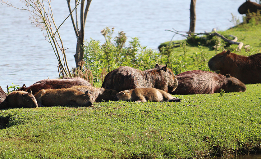 Foto da capivaras tomando banho de sol na Lagoa Maior, em Três Lagoas - Danielle Leduc