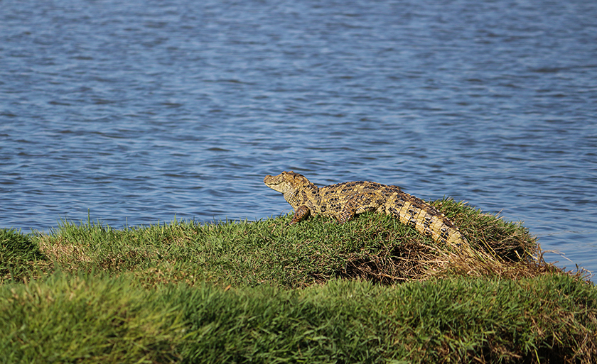 Foto registrada na Lagoa Maior, em Três Lagoas - Danielle Leduc