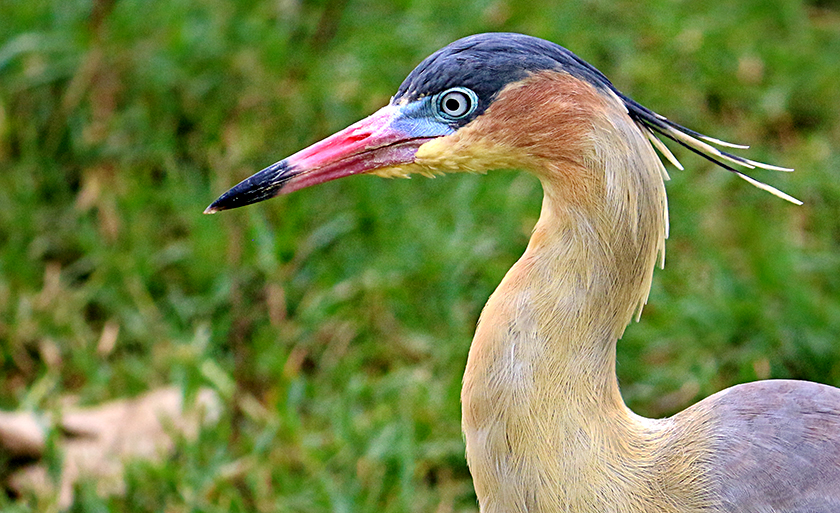 Foto registrada na Lagoa Maior, em Três Lagoas - Danielle Leduc