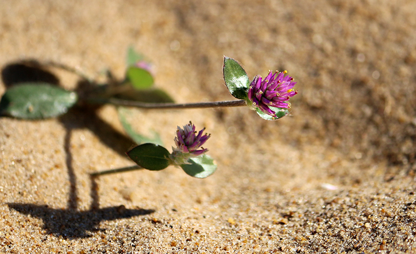 "Quando as palavras fogem, as flores falam." -  Bruce W. Currie - Danielle Leduc