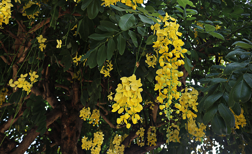 Três Lagoas não é só fauna, a flora também abrilhanta os dias da cidade - Danielle Leduc/JP