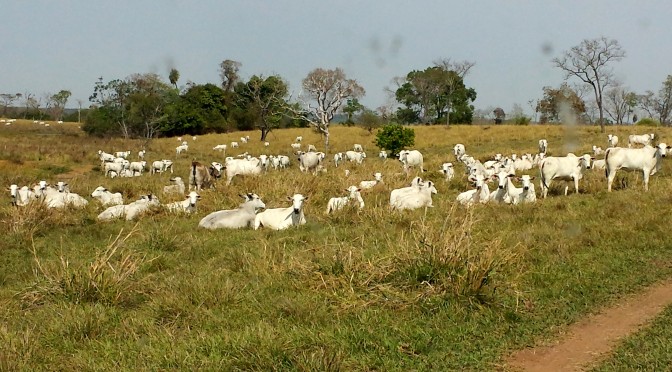  - Foto: Semagro