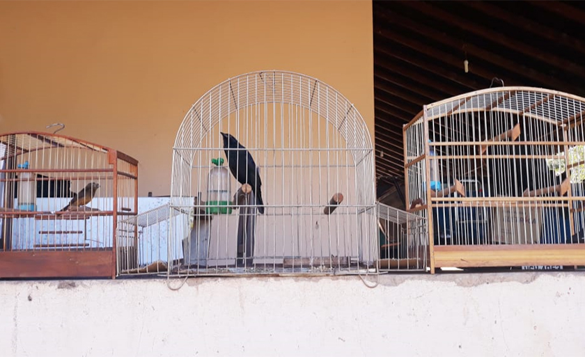 Polícia encontrou aves das espécies curió e pássaro-preto - Imagem cedida/PMA