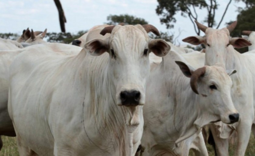 Invasão de gado tem sido um problema enfrentado por produtores de eucalipto - Divulgação