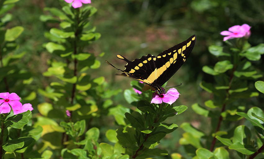 Borboleta encanta jardim nesta segunda de carnaval. - Hugo Leal/JPNEWS
