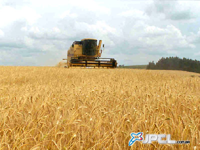 O pedido dos produtores de trigo de reajuste do preço mínimo poderá influenciar no aumento do preço do pão -