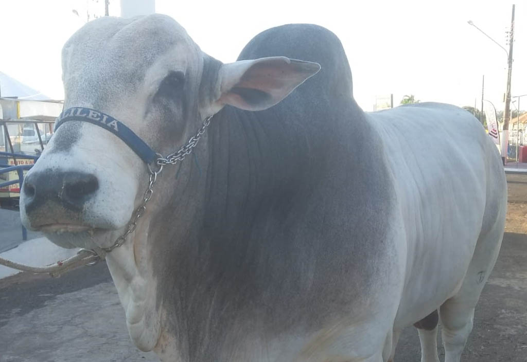 Animais de raças valorizadas podem ser vistos na exposição - Lucas dos Anjos/JPNews