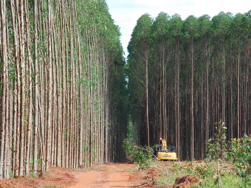 Em 2014, o eucalipto era cultivado em 886,3 mil hectares de terra em Mato Grosso do Sul - Arquivo/JP