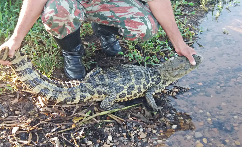 Bicho estava em boas condições de saúde e sem ferimentos - Divulgação/PMA