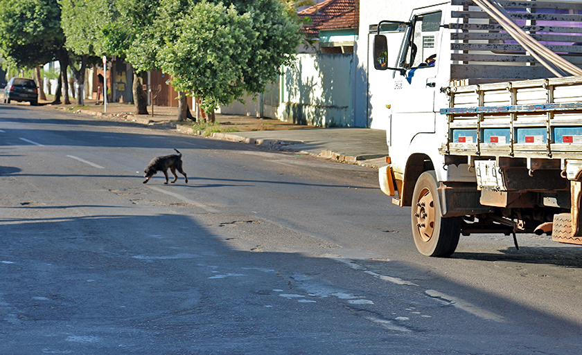 Cães no meio da rua são um perigo. O proprietário deve ter cuidado ao deixar o animal solto nas vias  públicas. - Hugo Leal/JPNEWS