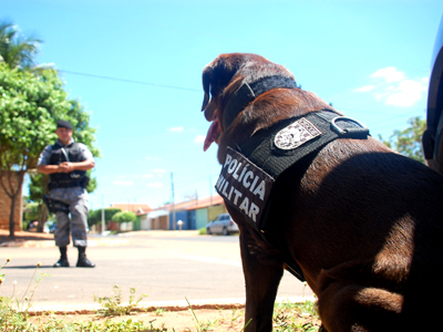 A Polícia Militar já conta com cães treinados para auxiliar operações especiais, incluindo controle de rebelião em presídios -