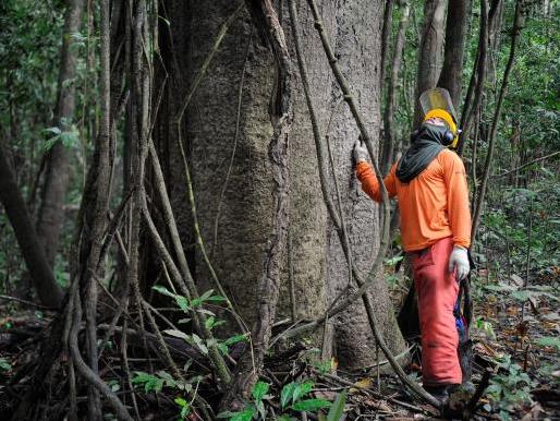 Pesquisadores e ribeirinhos buscam a sustentabilidade pelo manejo florestal - Tomaz Silva/Agência Brasil Pesquisadores e ribeirinhos buscam a sustentabilidade pelo manejo florestal - Tomaz Silva/Agência Brasil