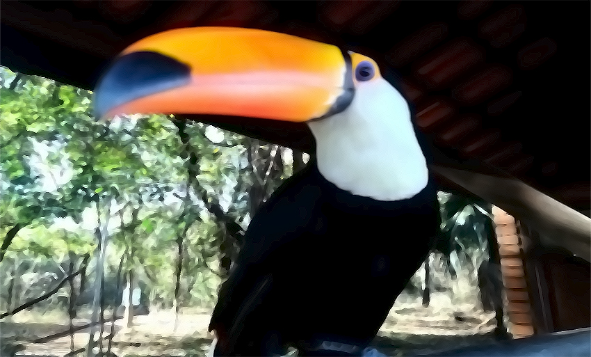 O tucano integra a beleza da fauna três-lagoense, nesta quarta-feira (31). - Hugo Leal/JPNEWS