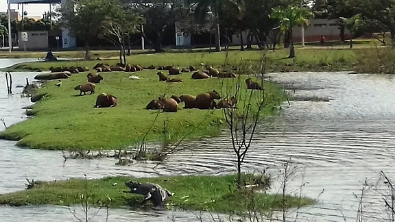 Capivaras e jacarés são atrativos da Lagoa Maior  - Ana Cristina Santos/JP