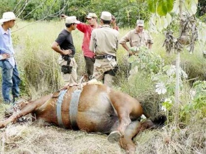 Na manhã de ontem funcionários e animais da fazenda do empresário Jorge Luis Zanetti foram fuzilados por supostos membros do grupo guerrilheiro PPE -
