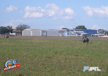 Os animais silvestres vivem no local há meses e se alimentam de moluscos, lagartixas, rãs que costumam aparecer na insetos, área verde próxima da pista - Os animais silvestres vivem no local há meses e se alimentam de moluscos, lagartixas, rãs que costumam aparecer na insetos, área verde próxima da pista -
