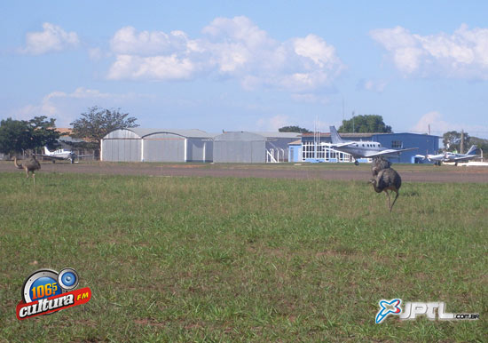 Os animais silvestres vivem no local há meses e se alimentam de moluscos, lagartixas, rãs que costumam aparecer na insetos, área verde próxima da pista -