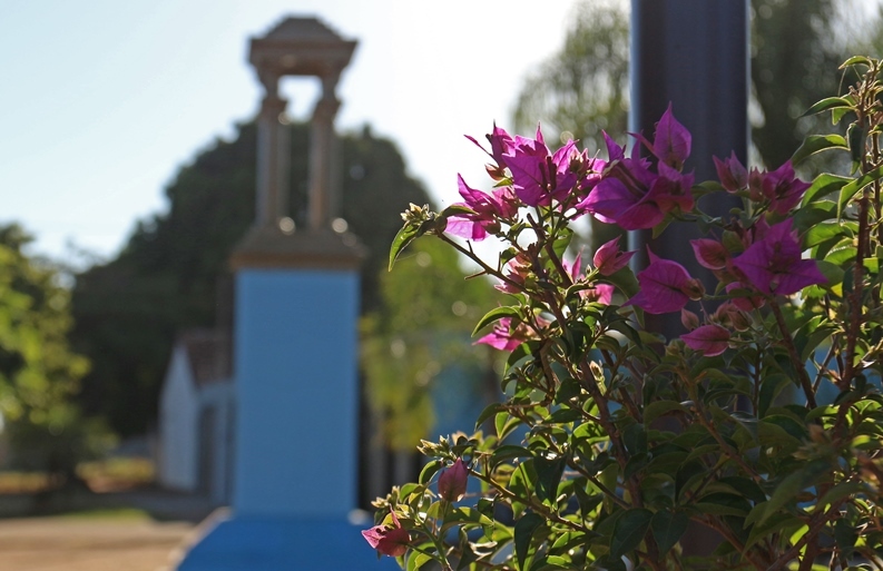 Flores colorem o inverno, na praça José Carlos de Souza, “Bitão”, em Três Lagoas, antigo local onde era realizada a Feira de Gado. - Hugo Leal/JPNEWS