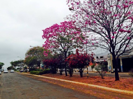 Cidade está tomada pelas belezas naturais dos ipês rosas - Elias Dias/JP