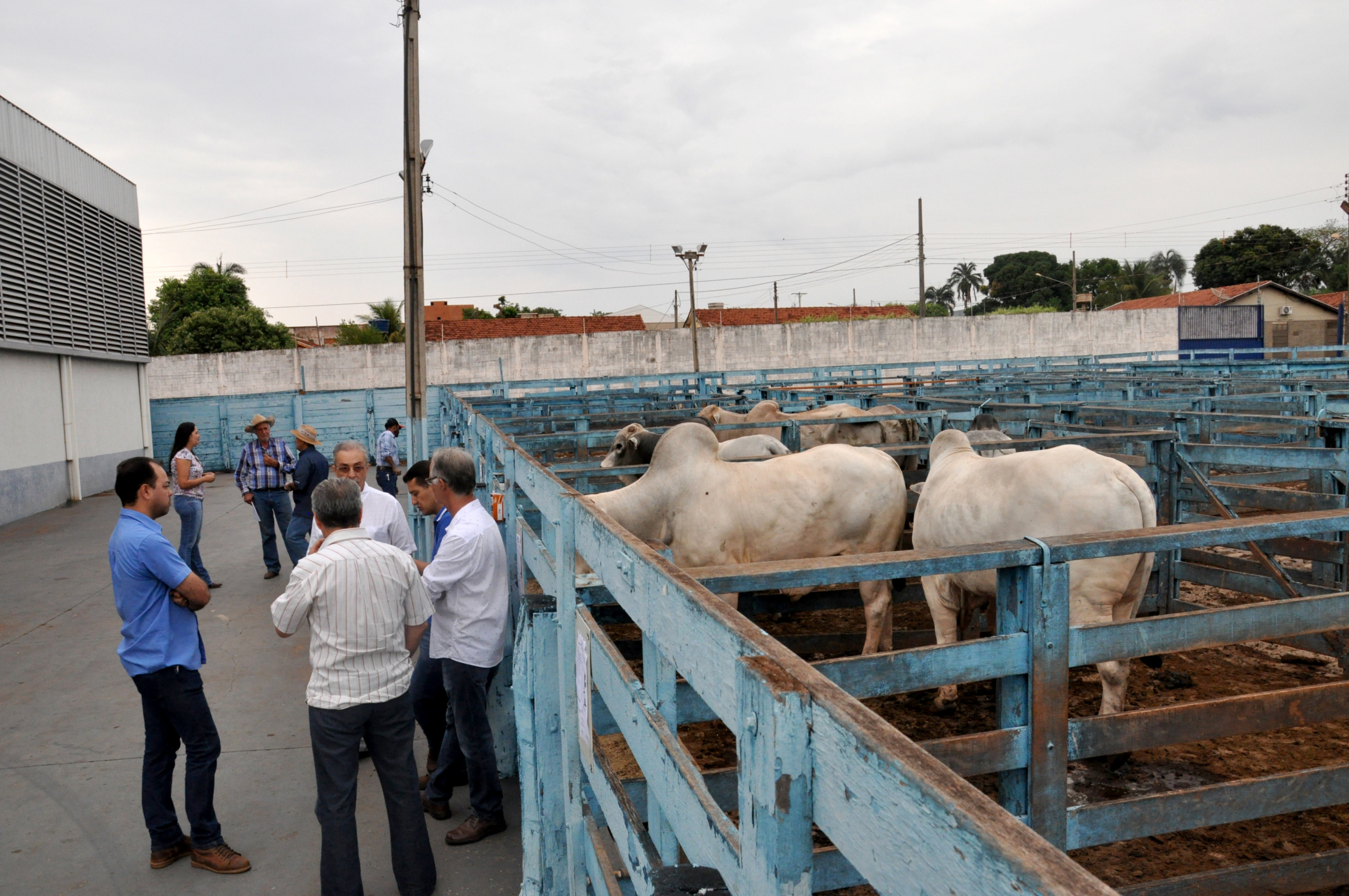 Já foram confirmados para o leilão 340 animai - Arquivo/JPNEWS