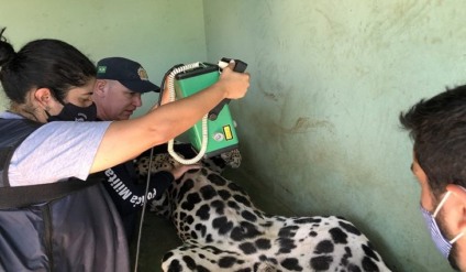 O animal já está se alimentando e apresenta ‘comportamentos de defesa’ - Divulgação