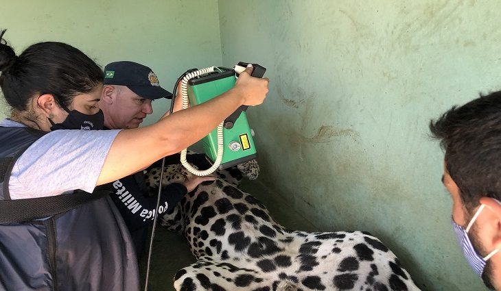 O animal já está se alimentando e apresenta ‘comportamentos de defesa’ - Divulgação