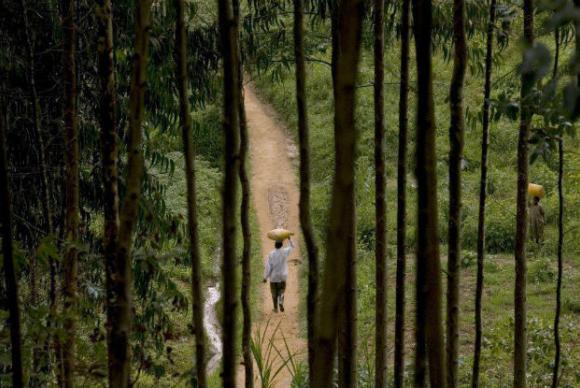 Florestas são o habitat de 80% de todos os animais, plantas e insetos na terra, e cerca de 25% dos habitantes do planeta precisam das matas para sobreviver - FAO/Giulio Napolitano/ONU