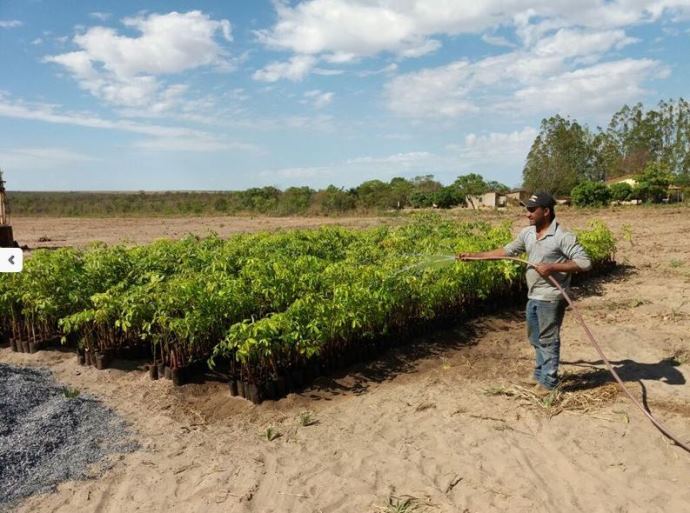 Crotalária faz parte da produção de seringueira em Paranaíba - Divulgação