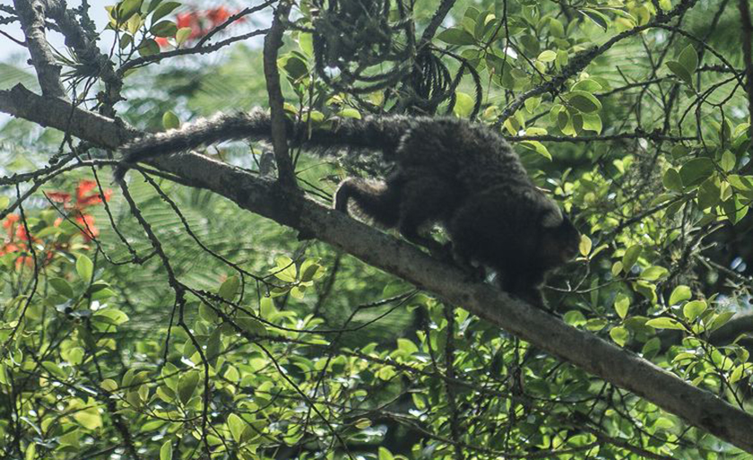 Segundo pesquisadores, o vírus da zika apareceu originalmente em macacos na África e, esporadicamente, saía das florestas e infectava populações humanas - Arquivo/Fábio  Massalli/Agência  Brasil