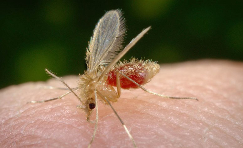 Doença é transmitida pelo mosquito-palha, Lutzomyia longipalpis - ARQUIVO/JPNEWS