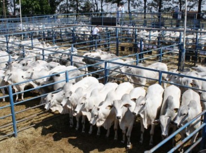 Lote de tourinhos CFM de seleção a pasto prontos para a produção -