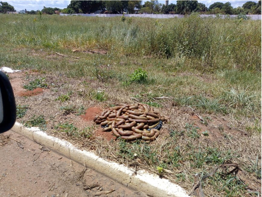 Linguiça foi encontrada por funcionários do aeroporto - Imagem cedida