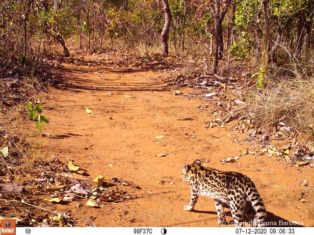 Nunca antes vista na região, a espécie é considerada o menor felino do Brasil e corre risco de extinção - Divulgação