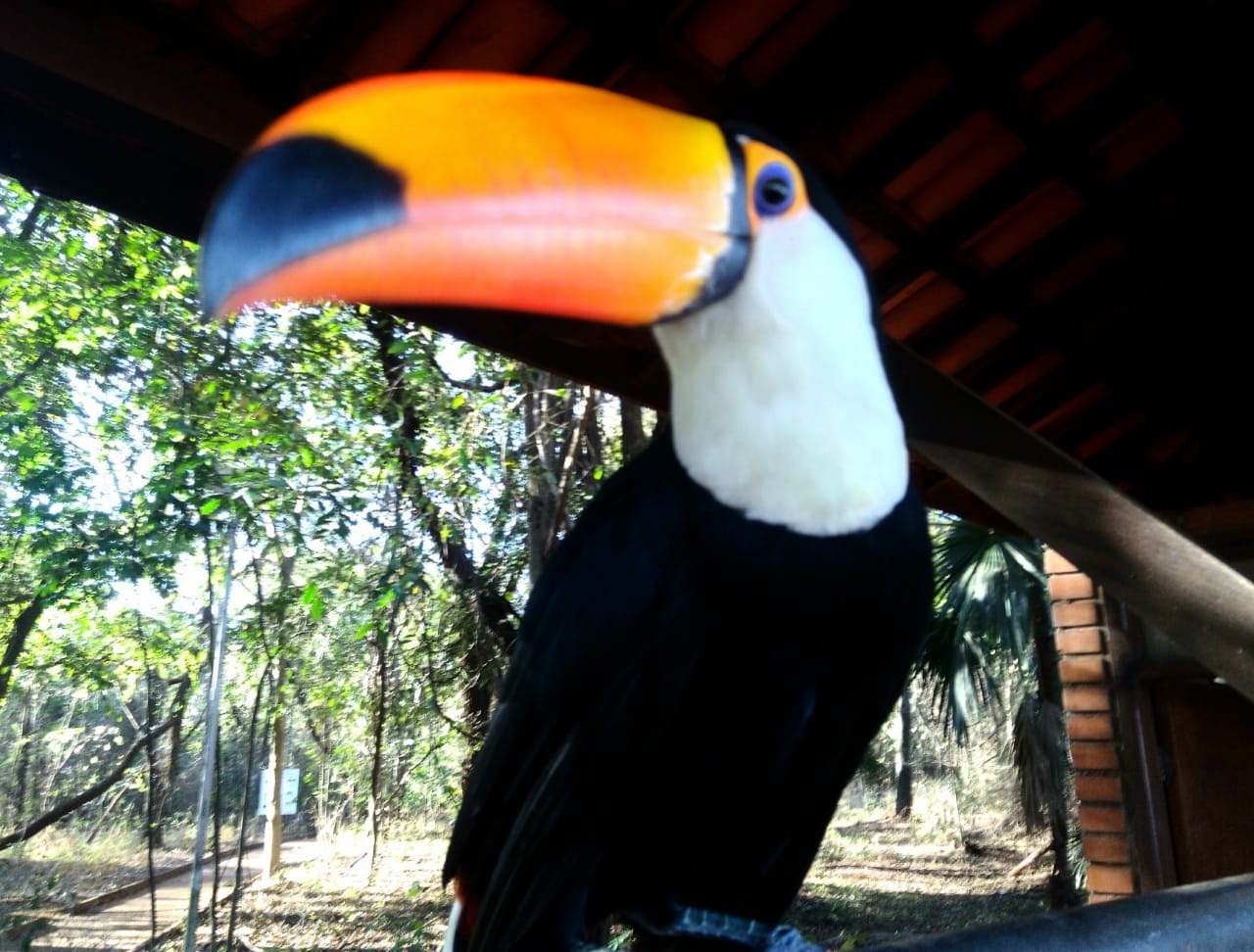 "...Aprecio muito as árvores, nelas faço muita festa. Canto, pulo, faço barulho, meu lugar é na floresta!" -Fatuca, 2015 - Arquivo/JPNews