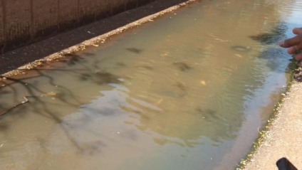 Paranaibenses há dias estão vendo os animais no principal canal da cidade - Talita Matsushita/JPNEWS