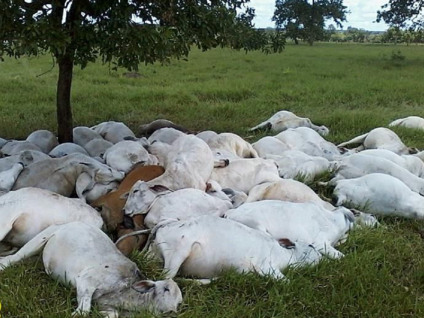 Animais mortos foram encontrados amontoados - ArapuáMS