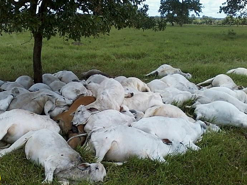 Animais mortos foram encontrados amontoados - ArapuáMS