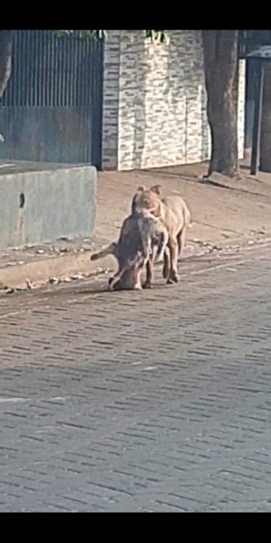 Pitbull solto sem focinheira ataca animais e mata outro cachorro - Divulgação/Corpo de Bombeiros
