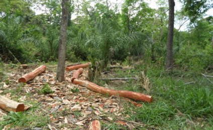 Homem foi multado em R$ 5 mil referente ao corte da vegetação e pelo uso ilegal de motosserra - Divulgação/PMA