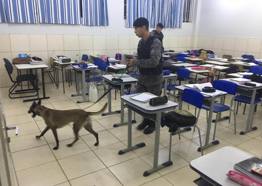 PMs vasculharam as salas de aulas com auxílio da cachorra Mara - Divulgação/PM