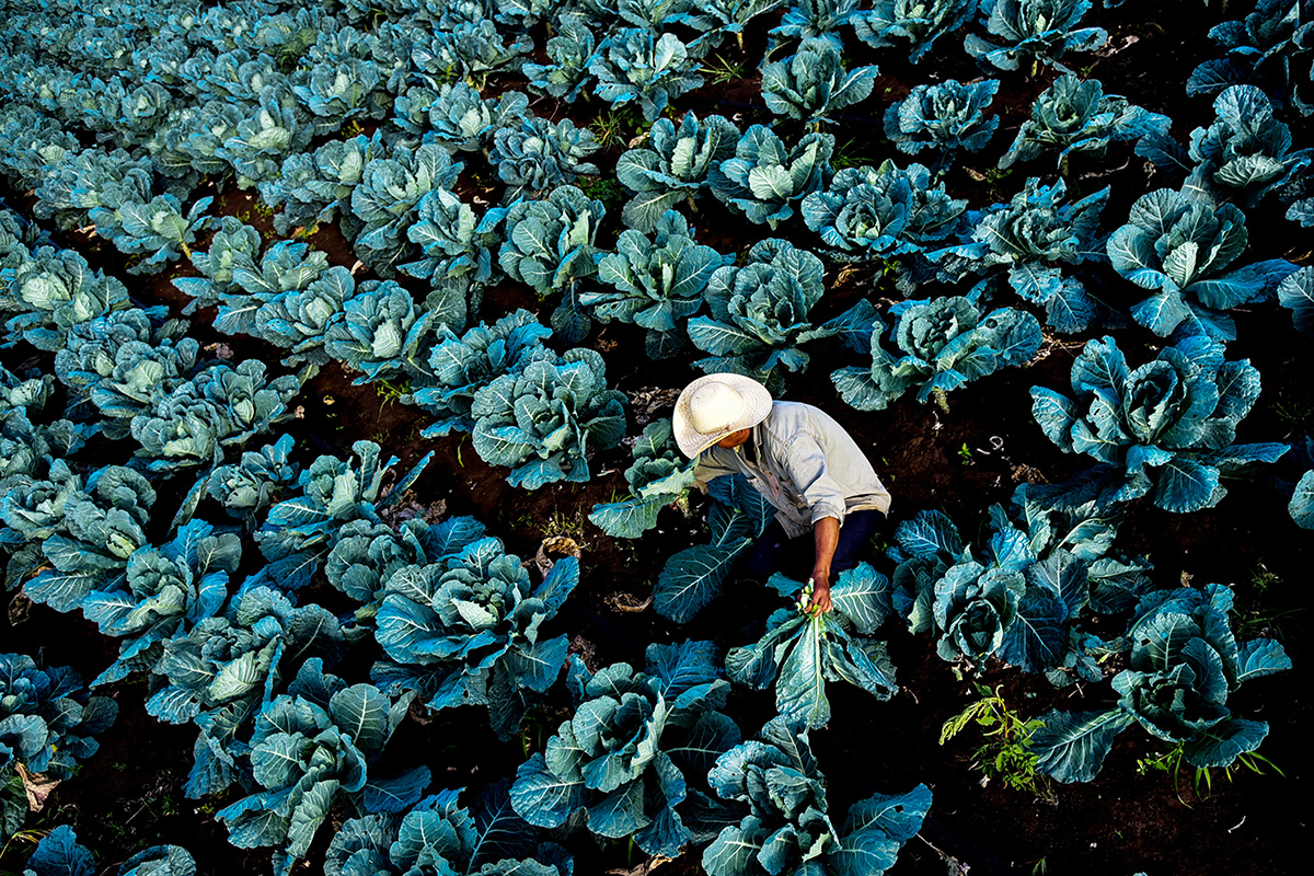 Novas regras de rastreabilidade vegetal são obrigatórias em todo País - João Carlos Castro/Famasul