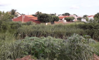 Moradores do local contaram que as máquinas da Prefeitura não faziam a roçada do local desde o ano passado - Arquivo/JPNEWS