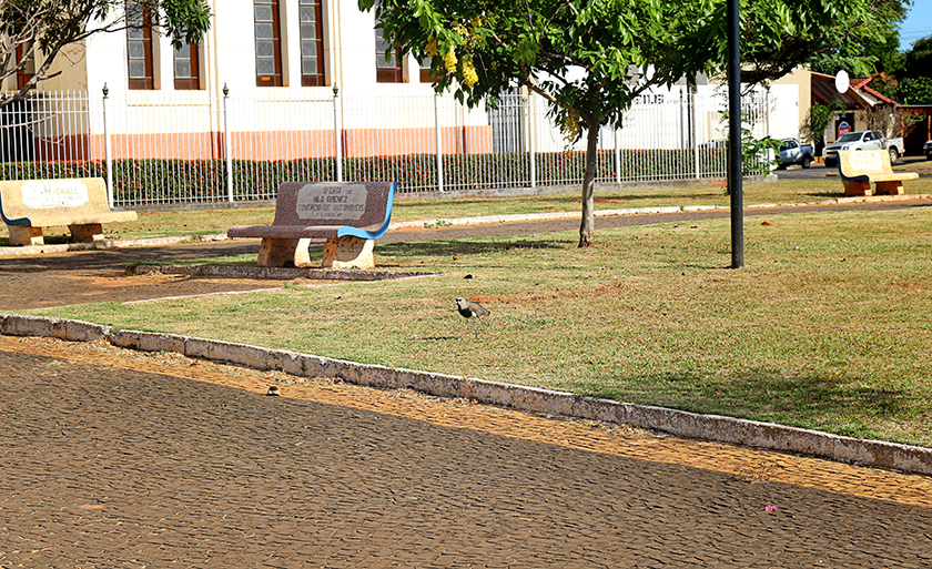 Os frequentadores da praça que rodeia a Catedral Sagrado Coração de Jesus têm o privilégio de conviver com algumas aves que enfeitam a paisagem - Danielle Leduc