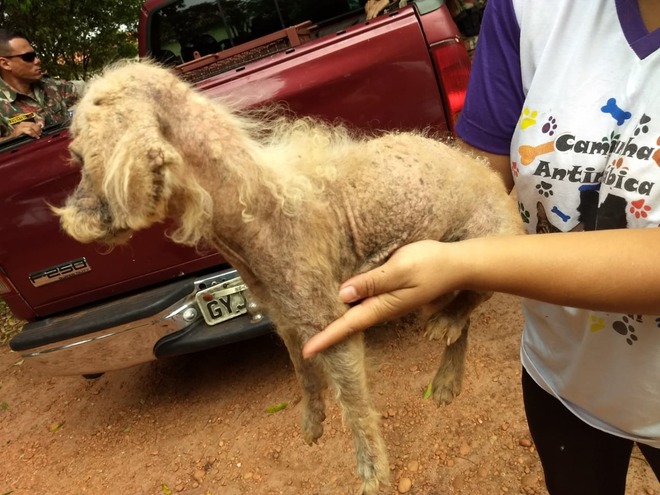 Cadela foi encontrada debilitada, sem pelo em partes do corpo, com sarna, sem água e comida - Divulgação