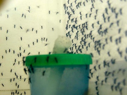 Mosquito que ajuda no combate à dengue será liberado em dezembro - Foto: Divulgação